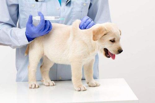 狗狗打狂犬病疫苗的副作用 知乎