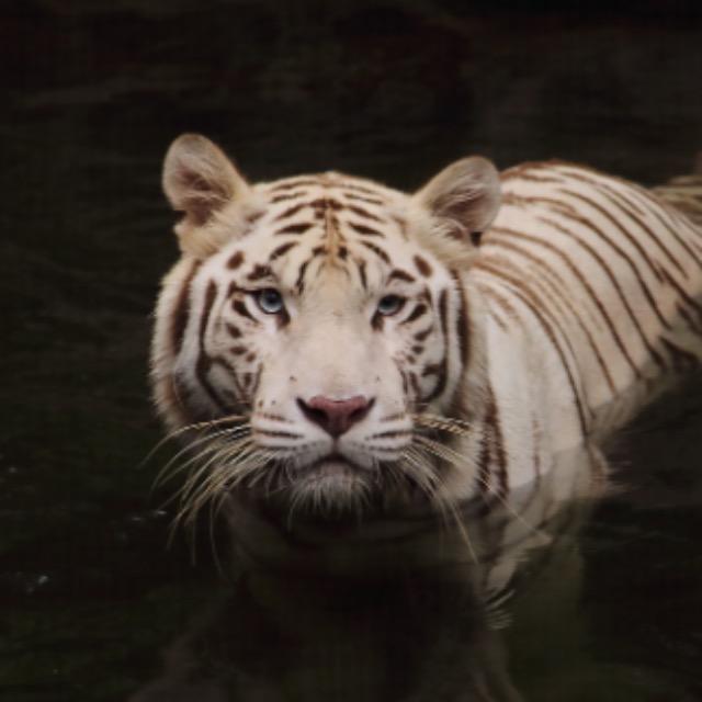 《黑神话：悟空》「虎先锋」动捕原型是猫咪，从生物学角度讲，猫和老虎动作行为真的很接近吗？