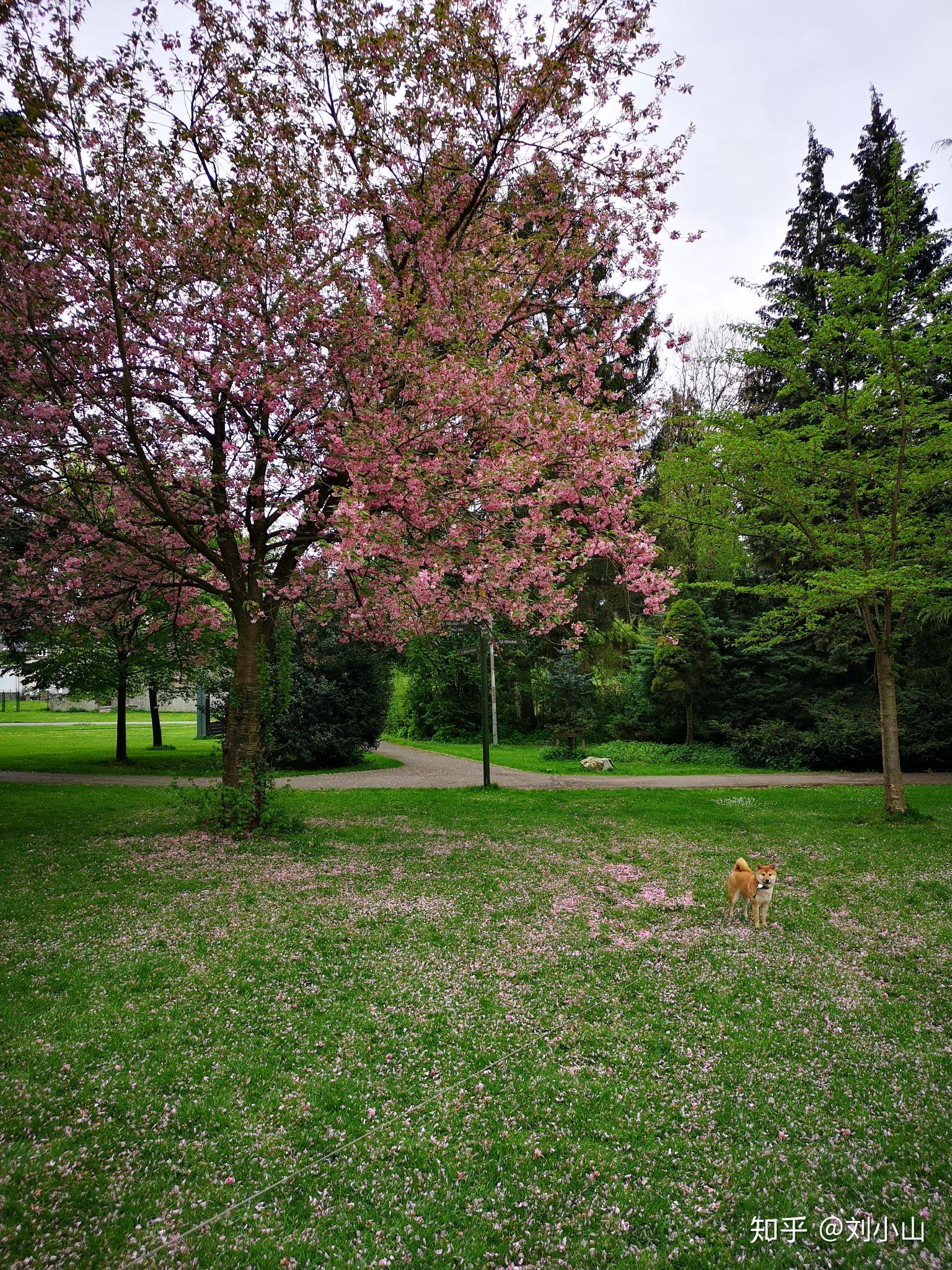 为什么国外的草坪不怕踩