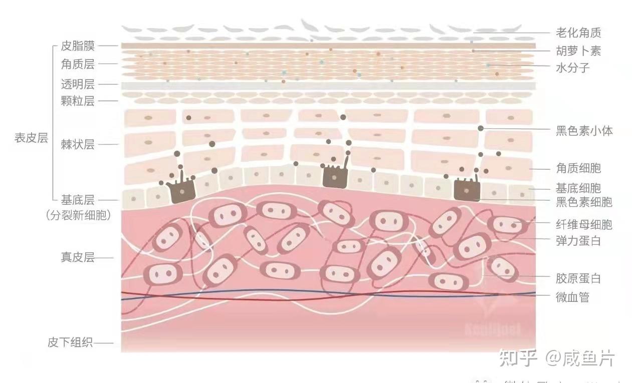 零基础认识皮肤屏障/全网最全面的解读皮肤屏障 - 知乎