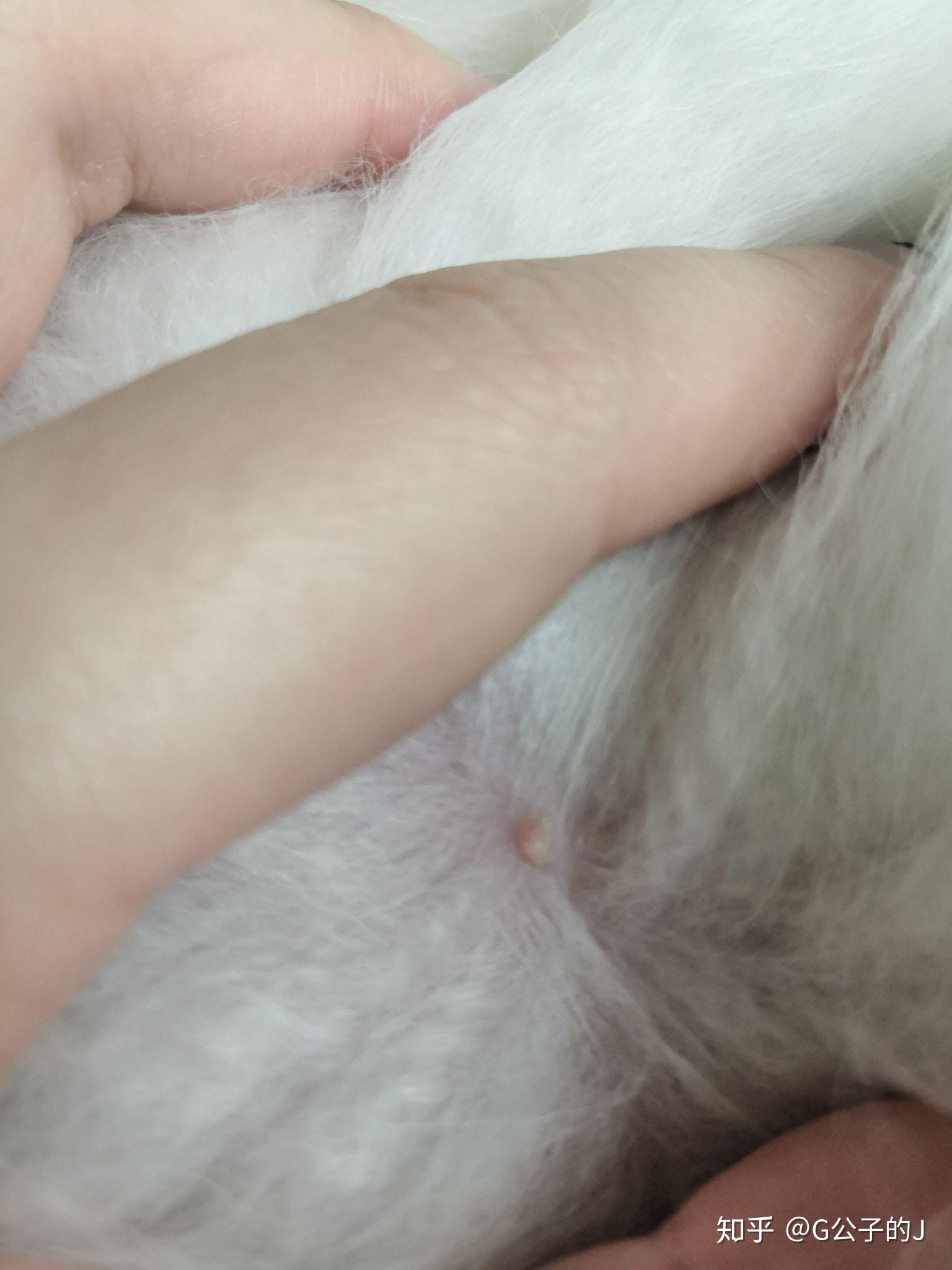 狗狗身上发现了一个小痘痘一样的小疙瘩也不知道是什么