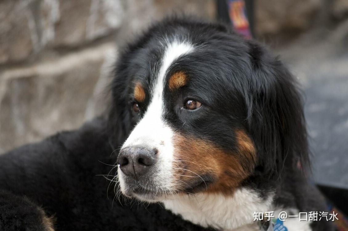 狗狗“智商”排行榜，你家狗狗排第几- 知乎