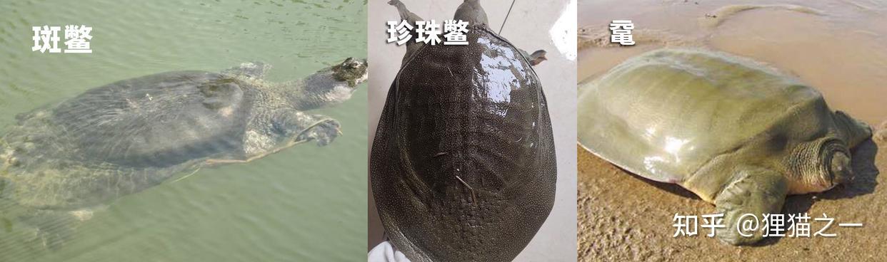 40年老鳖？云南男子家养80斤巨鳖，比脚盆还大得多！网友：斑鳖！ - 知乎