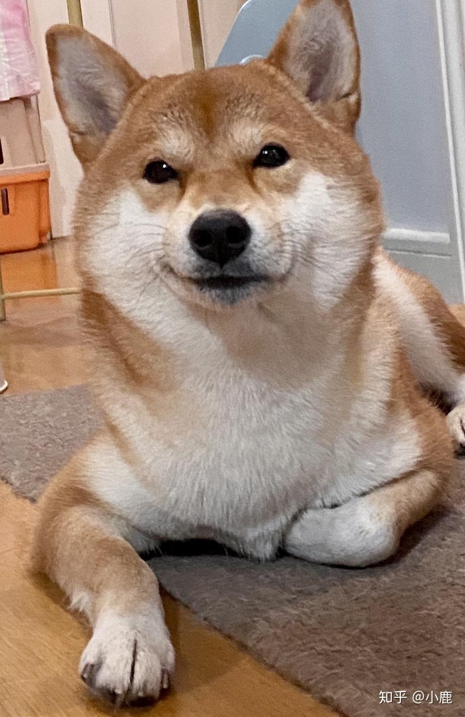 求解答请问这个是柴犬吗