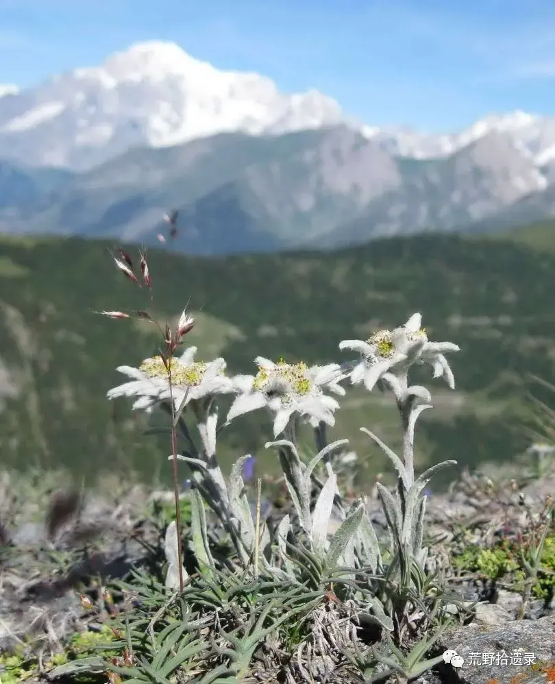 高山之花火绒草 俗名:雪绒花 - 知乎