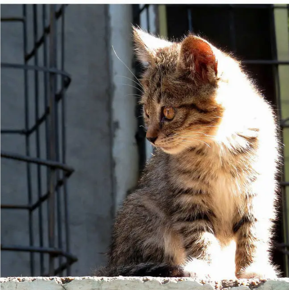 江添头像微信猫图片