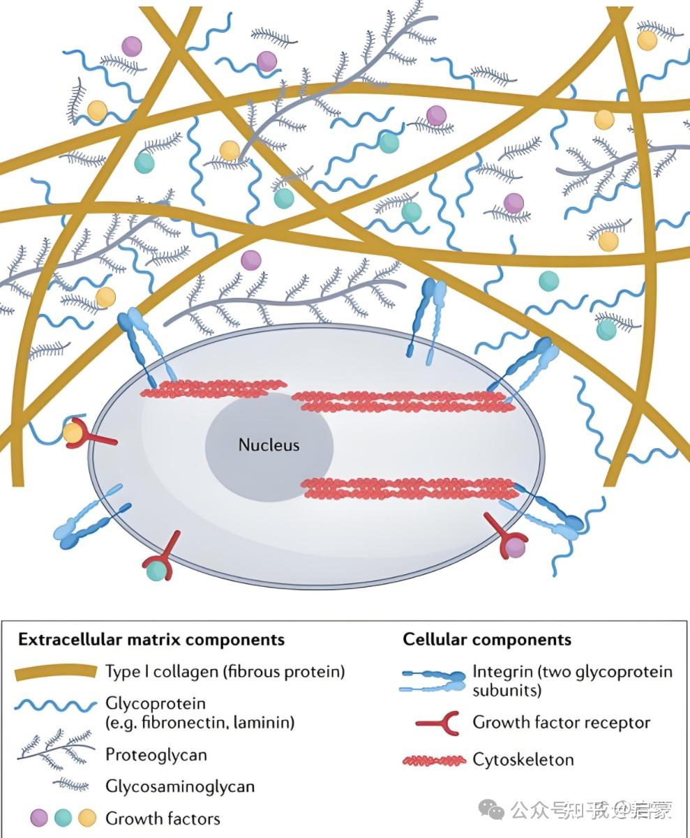 细胞外基质ECM的认识 - 知乎