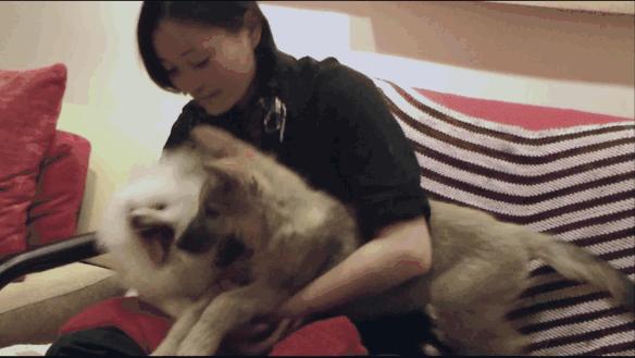 感动千万网友的故事再刷屏:她养大一匹狼,送它重返狼群_https://www.izongheng.net_快讯_第5张