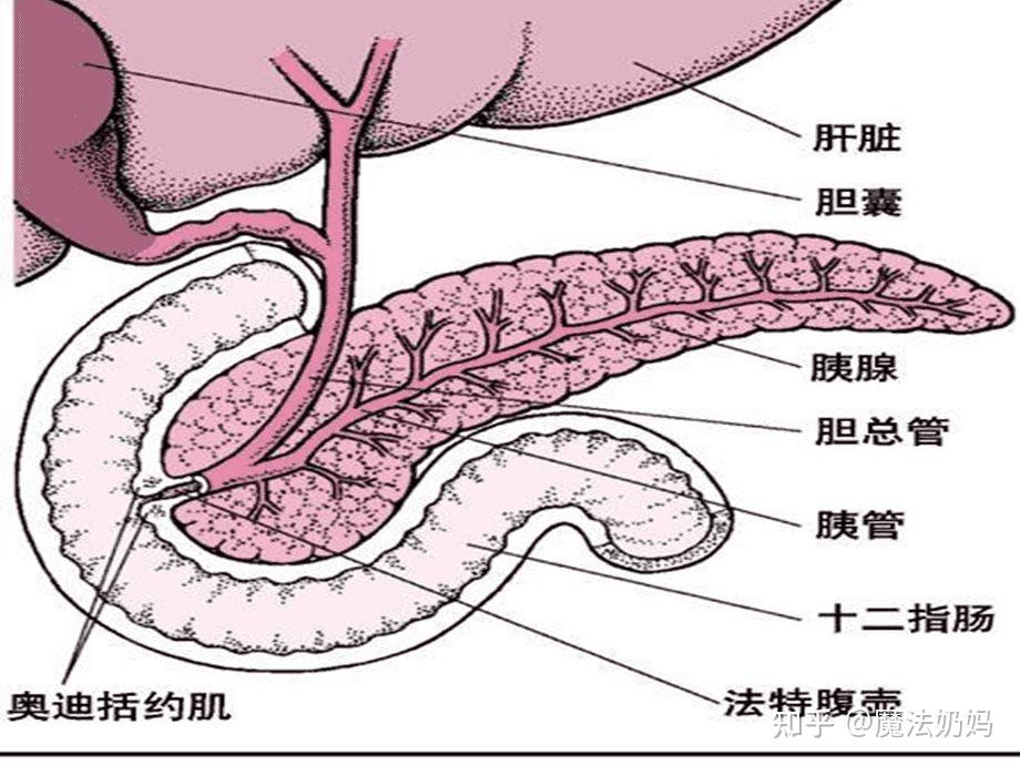 胰液的主要成分和生理作用是怎样的?