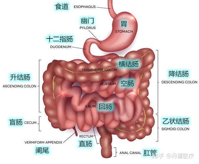 类器官模型-肠正常类器官 - 知乎