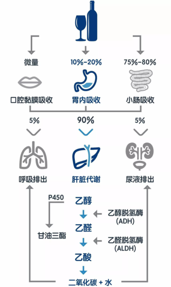 酒精代谢过程图片