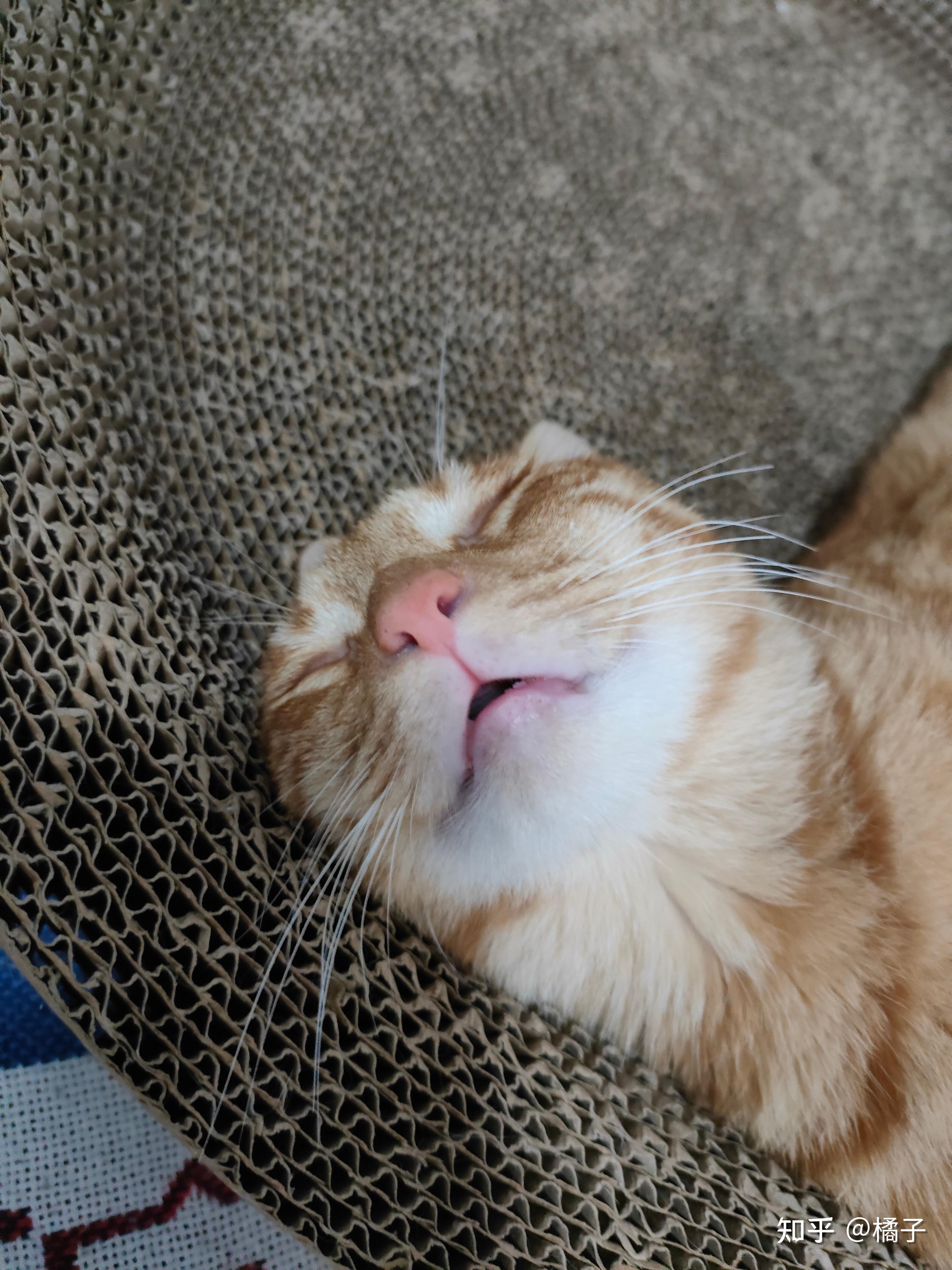 可以放一张猫猫睡懒觉的照片吗