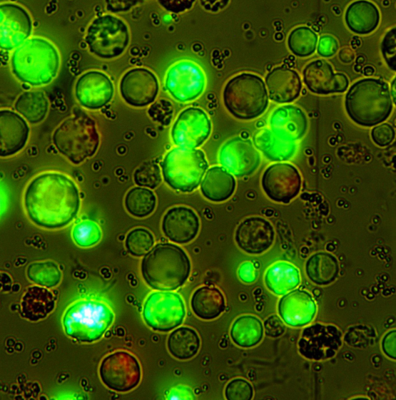 掌握制备高质量原生质体的秘诀,开启植物学研究新时代!