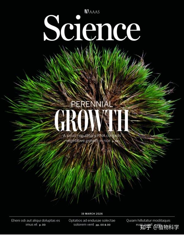 Science封面 | 中国科学院分子植物科学卓越创新中心韩斌院士团队与王佳伟研究员团队合作发现野生稻多年生生活习性关键基因 - 知乎