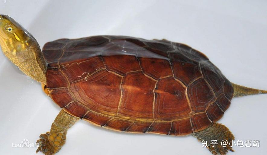 如何分辨花龟、草龟、黄喉拟水龟的杂交品种? - 知乎