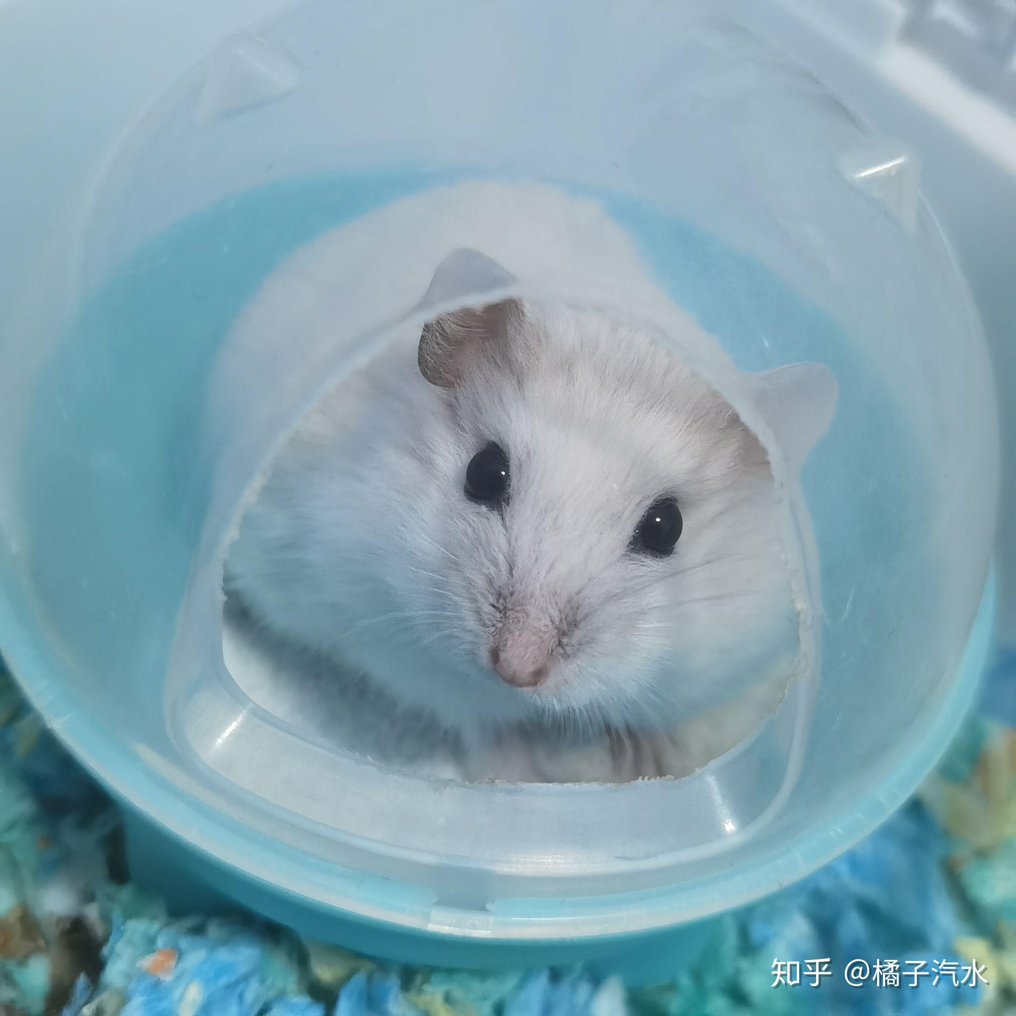 有人养银狐仓鼠吗,有什么值得分享的经验? - 知乎