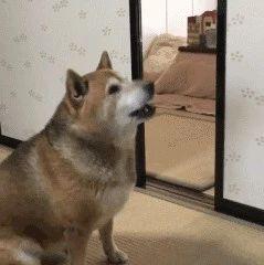 暴躁柴犬,在线摔碗!