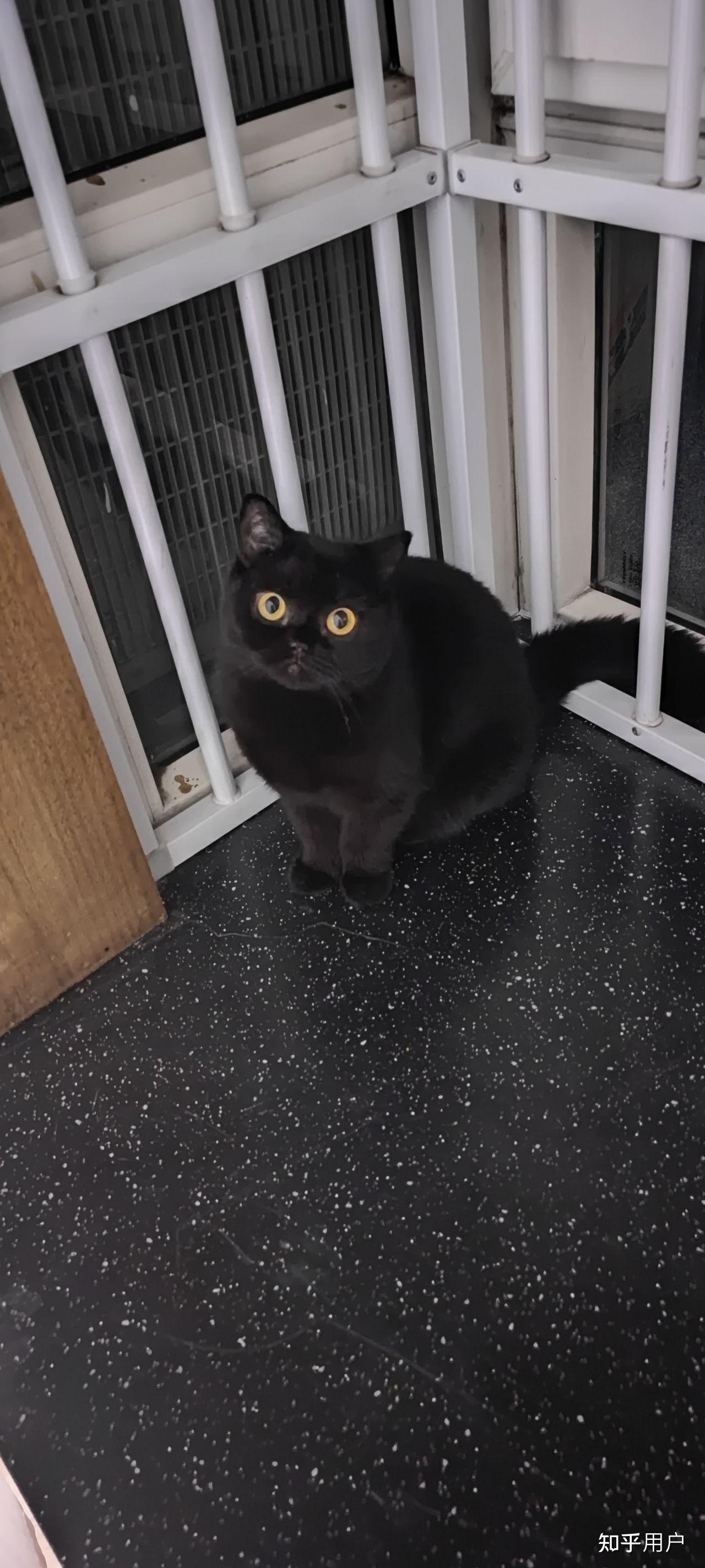 纯黑英短很少见吗