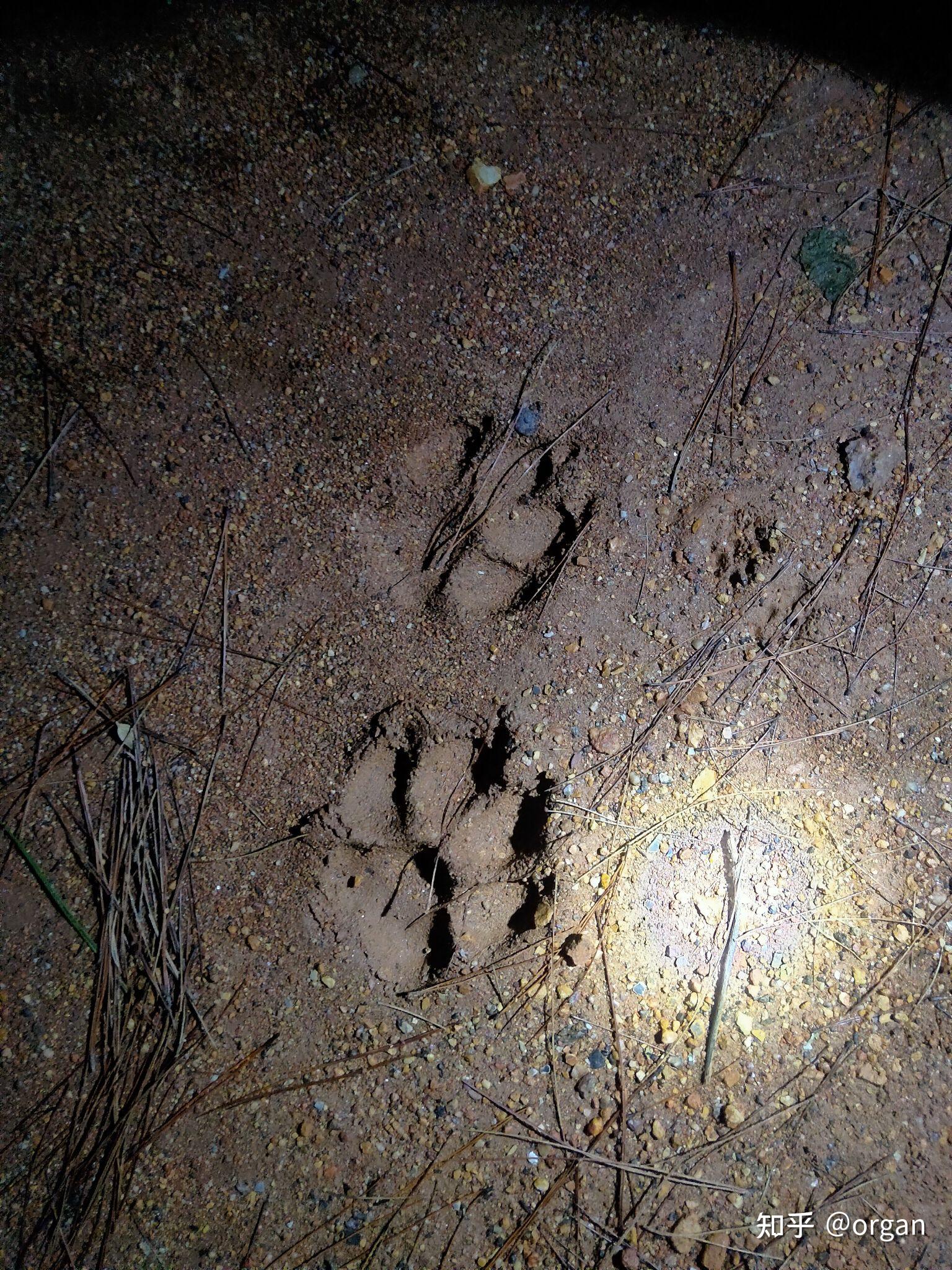 看看这是什么猫科动物脚印? - 知乎