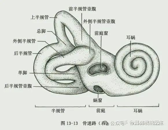 ③骨半规管;②前庭,①耳蜗(负责听力),: