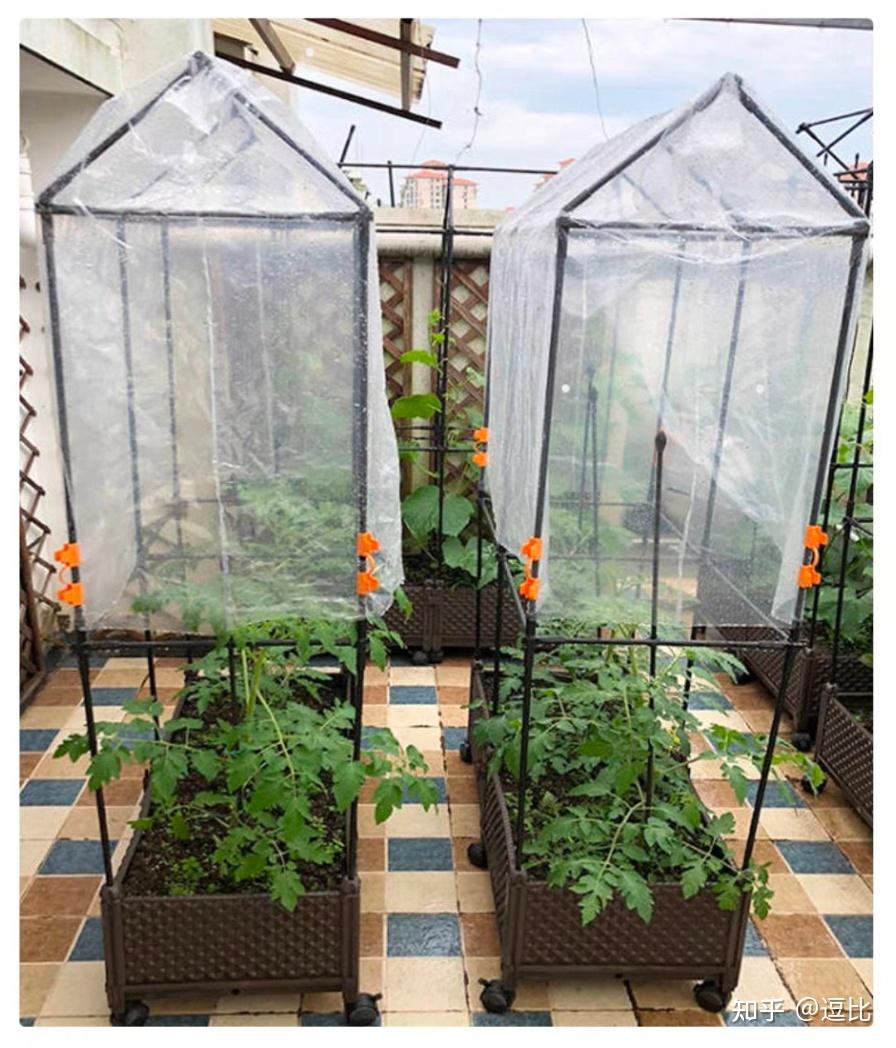 阳台种黄瓜搭架子的方法有哪些?