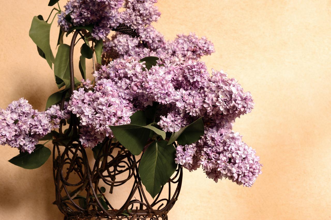 淡蓝色绣球花多少钱