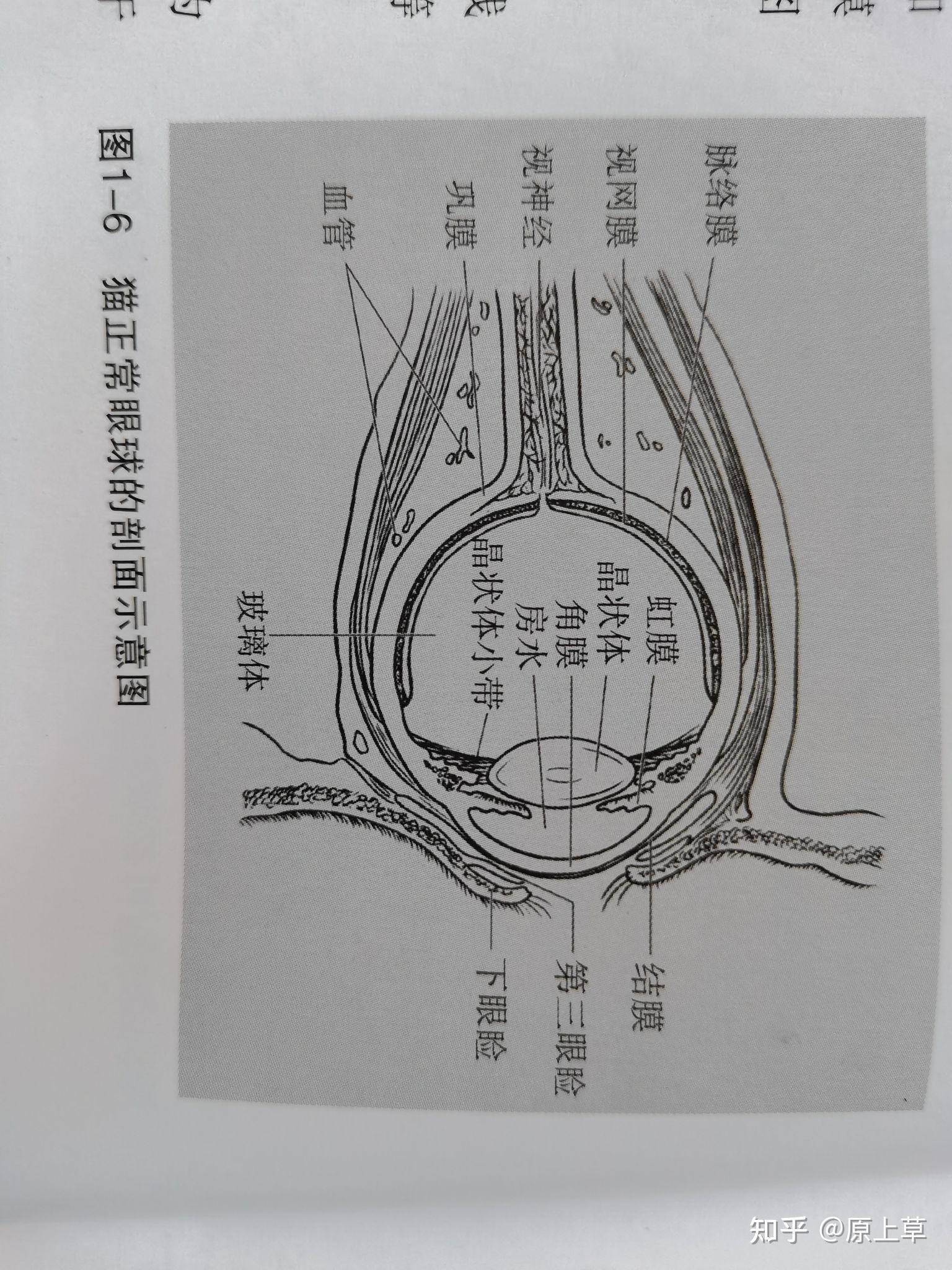 猫咪的眼球结构是怎样的? - 知乎
