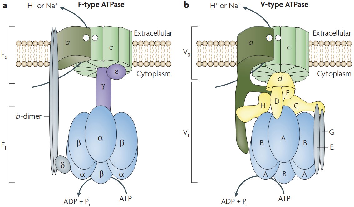 v型质子泵和f型质子泵结构看起来相似,是真的相似吗?