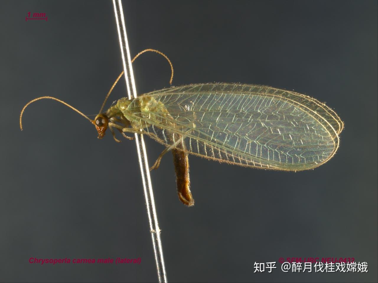 草蛉怎么分雌雄公母