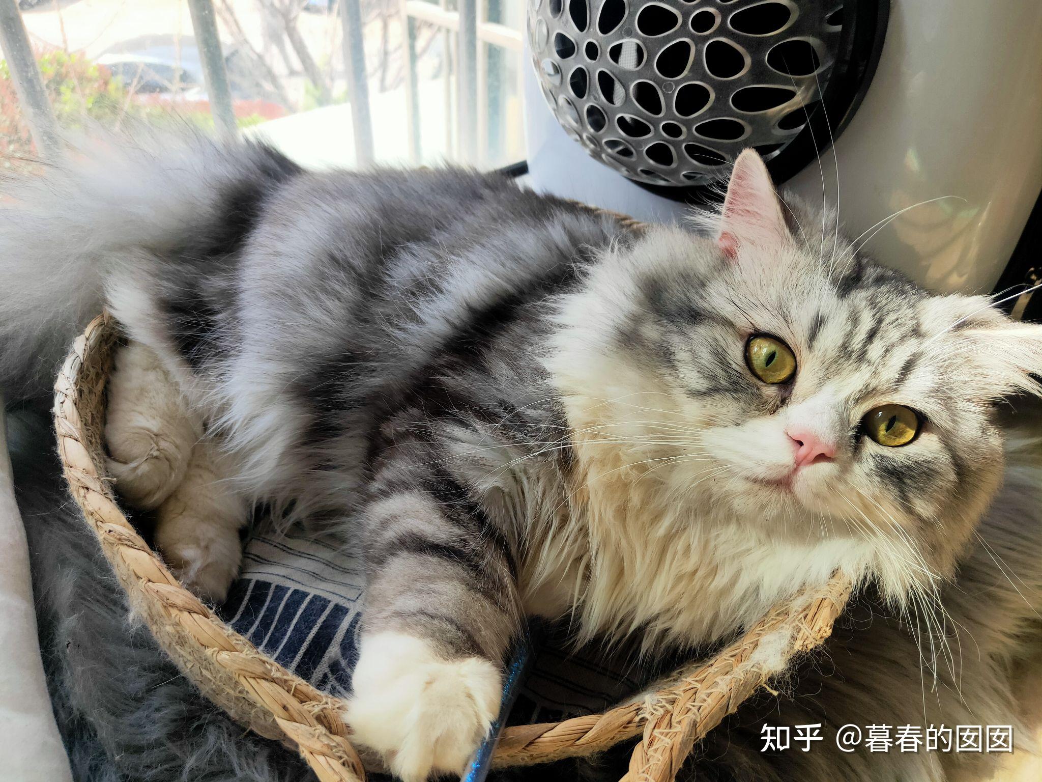 美短返祖长毛猫有人买吗