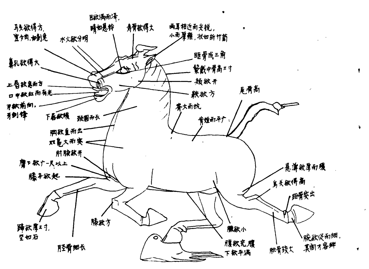 马脚图解图片