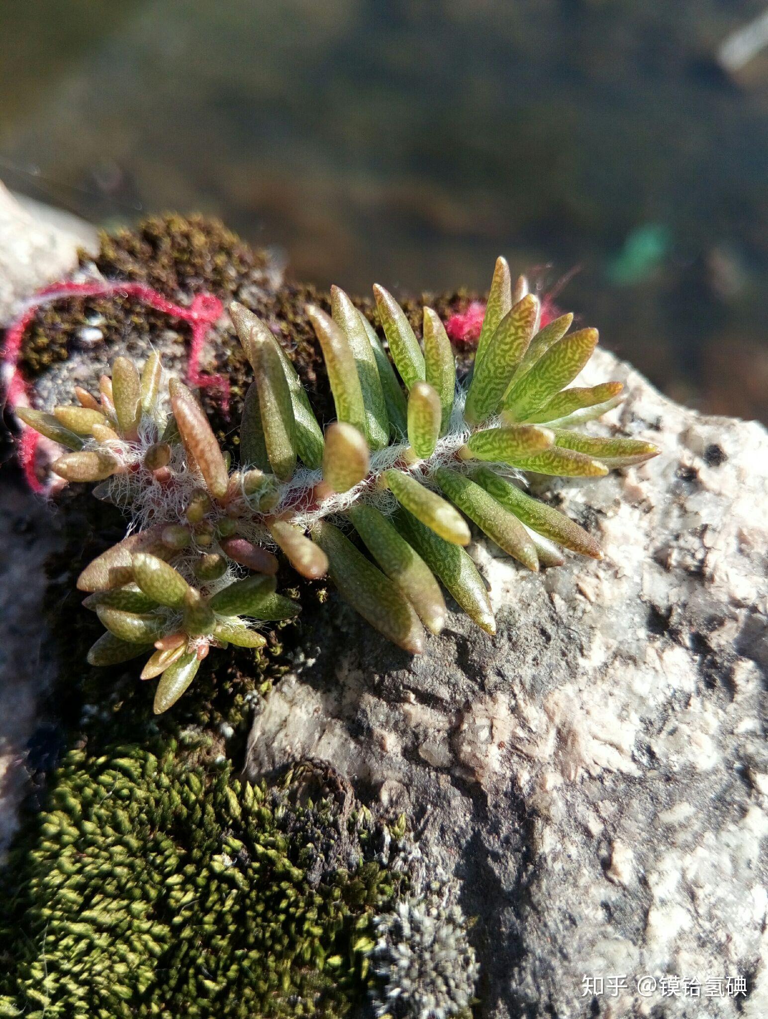 哪些山上有野生多肉? - 知乎