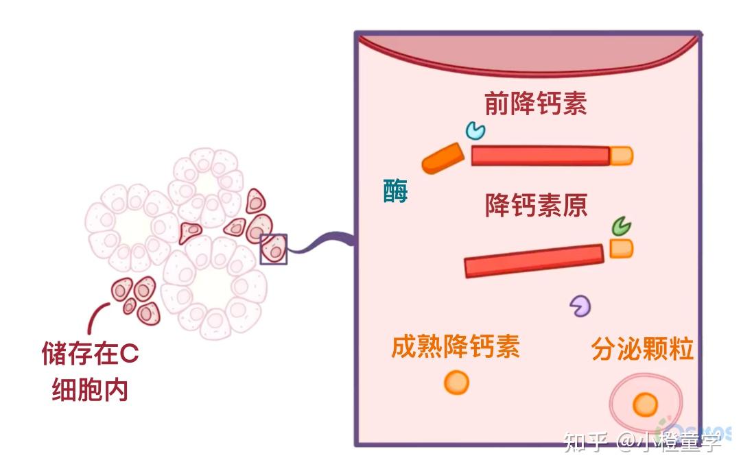 生命之素—降钙素 - 知乎