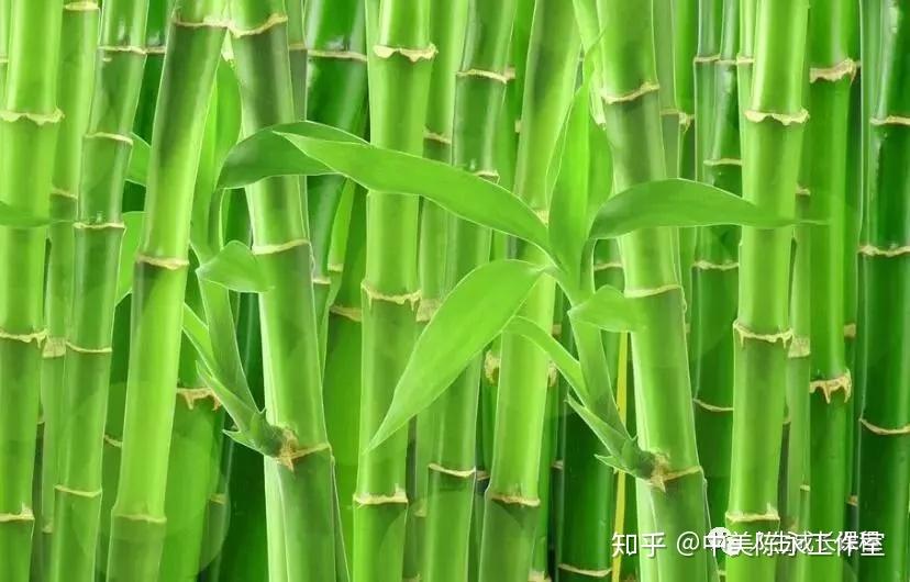 竹子定律:成长可不是一蹴而就的 - 知乎