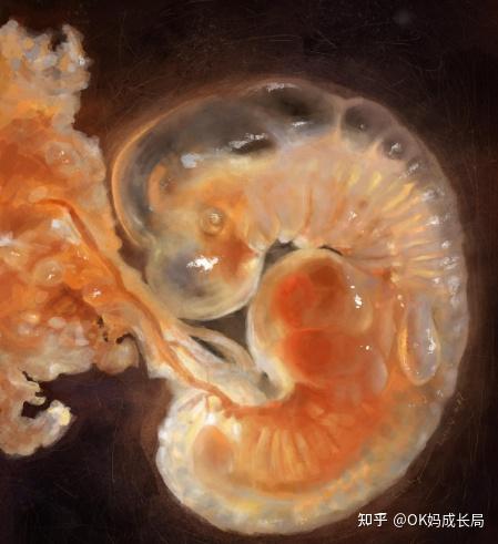 家长必看:儿童分期篇——胎儿期 - 知乎
