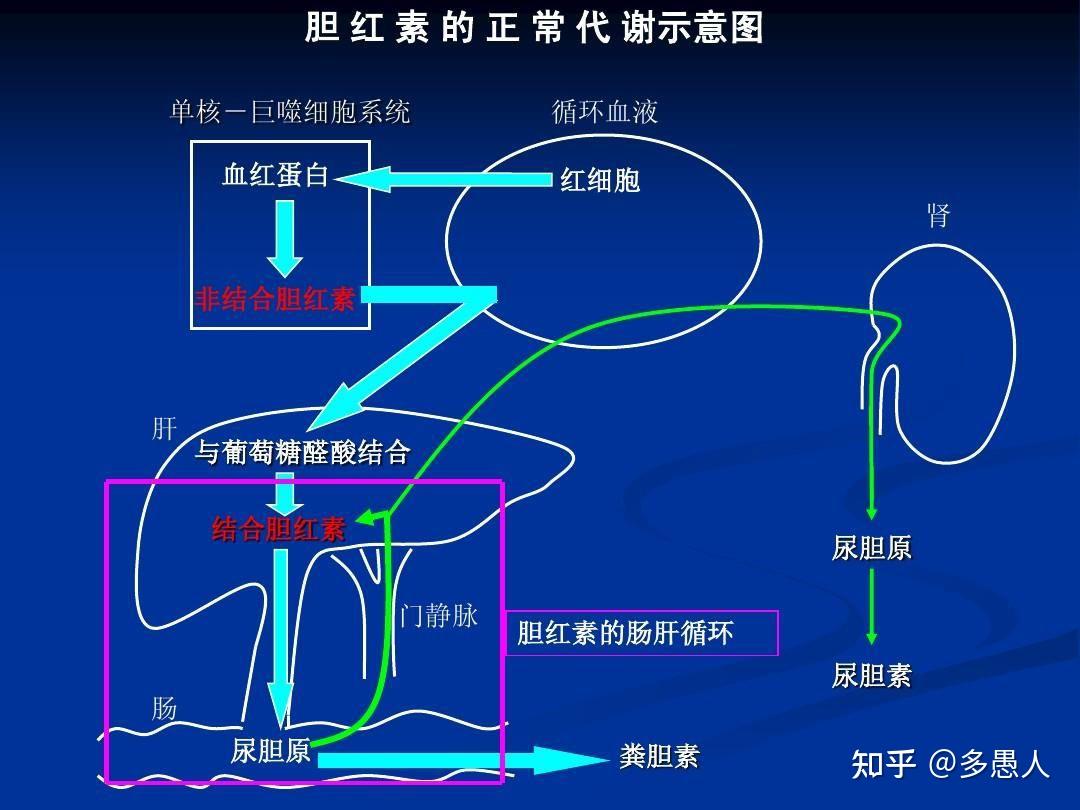 尿胆原尿胆红素图片