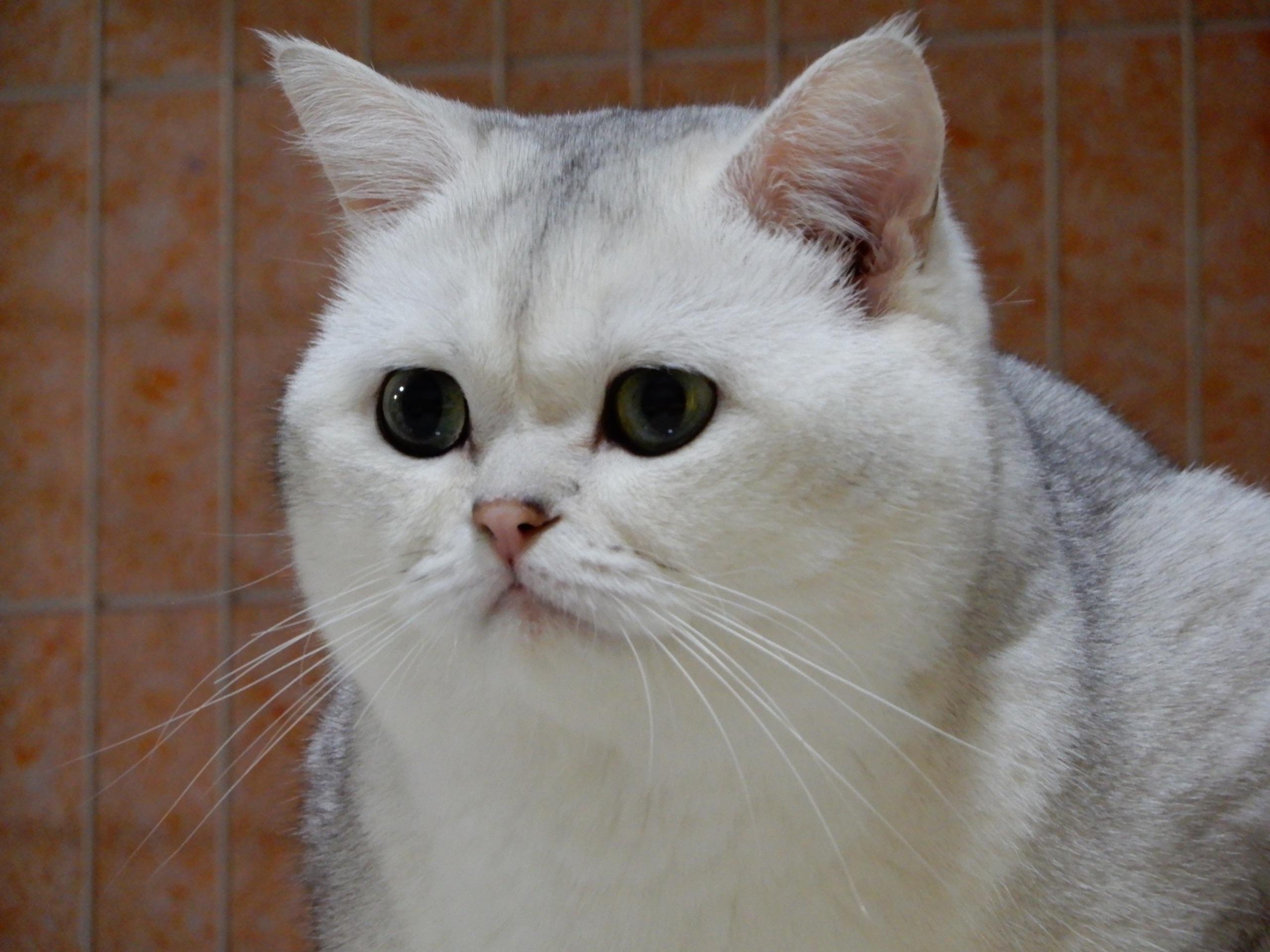 英短银渐层什么样才算好品相? - 知乎