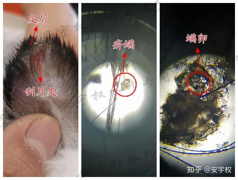 你可知道你家的宠物也有宠物?之 螨虫 安宇权//作 - 知乎