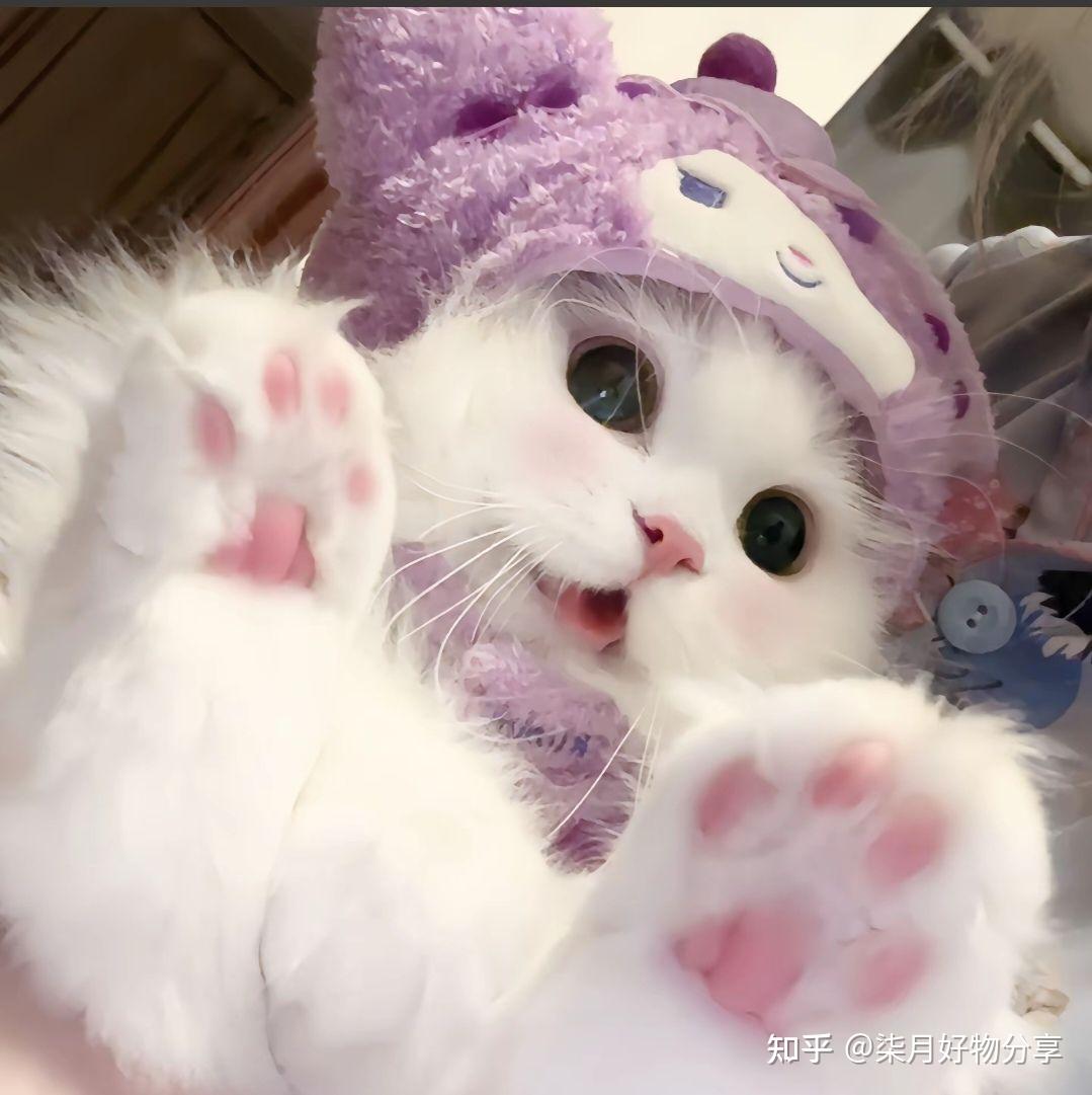 超级超级可爱的猫猫图~喵喵喵 - 知乎