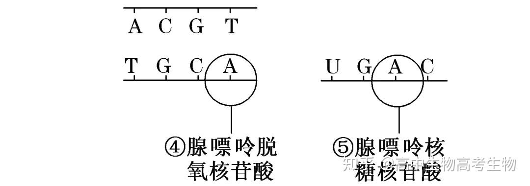 高中生物·ATP的结构和功能 - 知乎