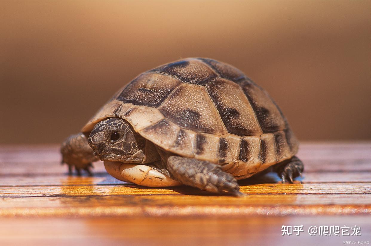 龟的智商到底有多高？不要高估，但也别太低估- 知乎