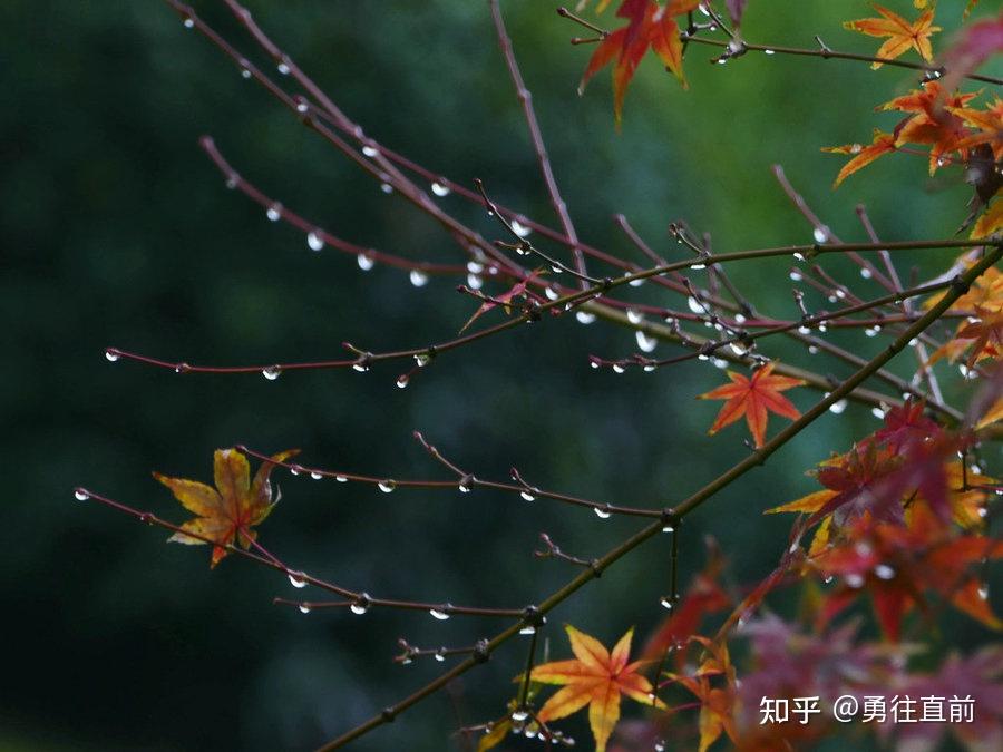 秋 雨 - 知乎