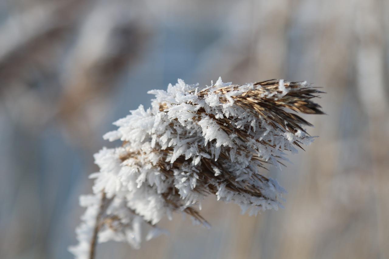 兰花冬天怎么过冬