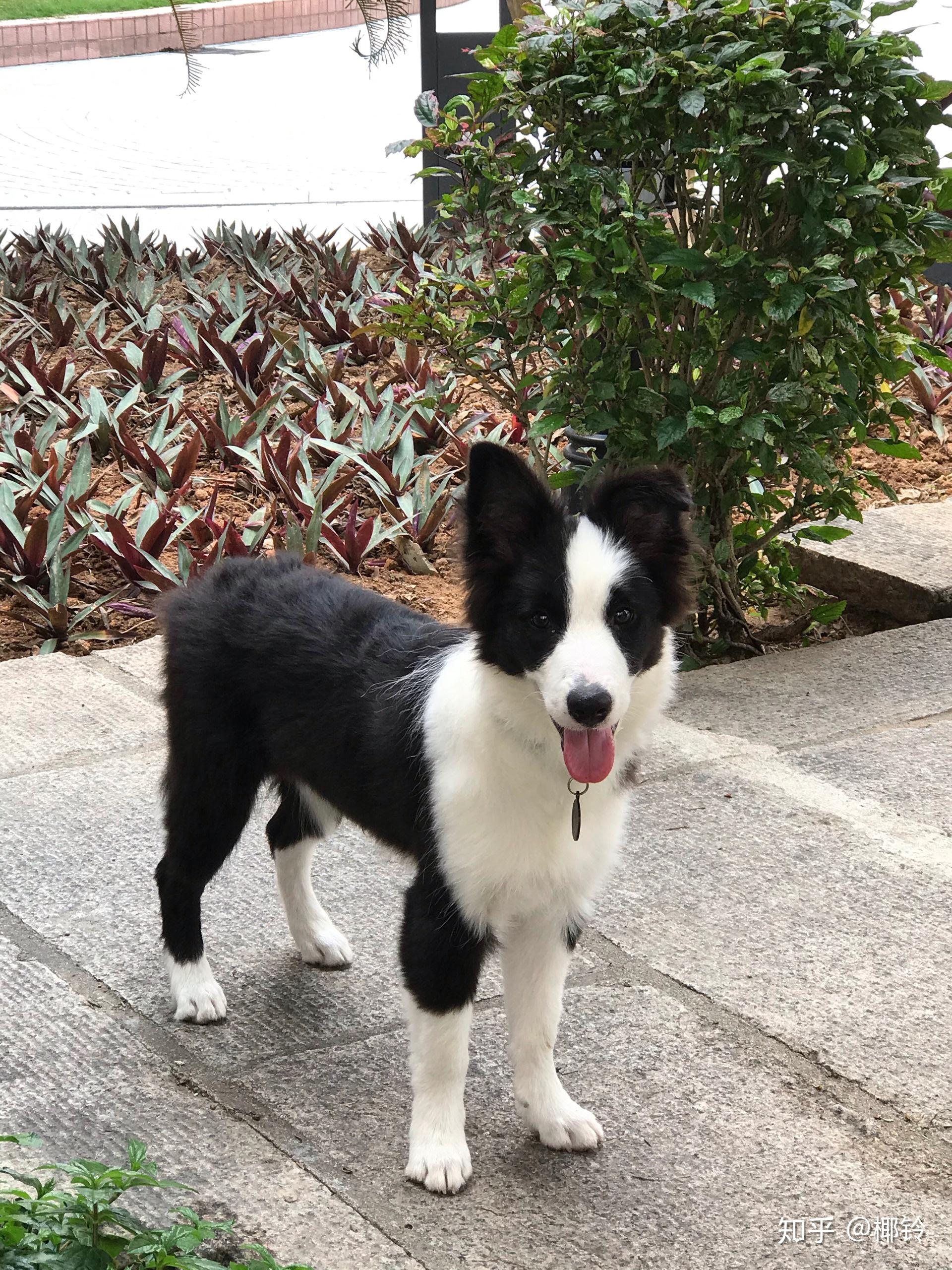 我家这个是短毛边牧吗?