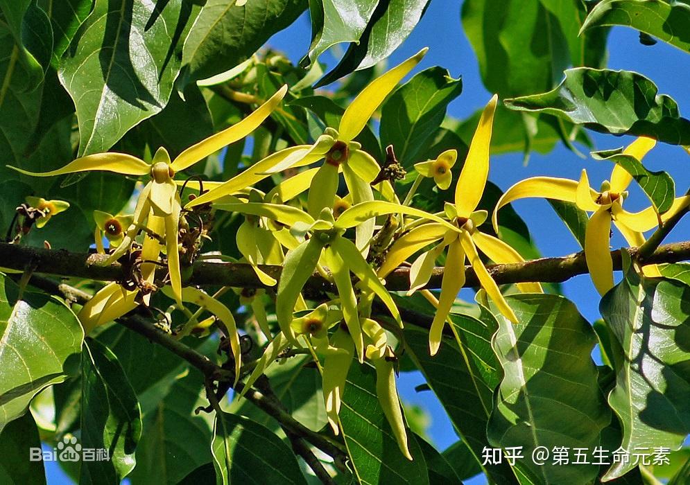 芳香植物——依兰 - 知乎