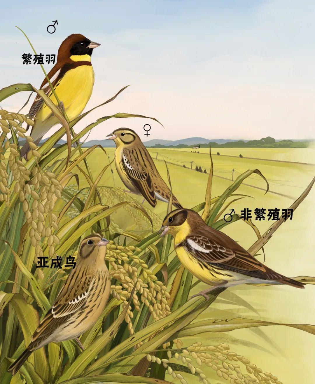 啥美食节啊能把它从满天飞吃到濒临灭绝？ - 知乎