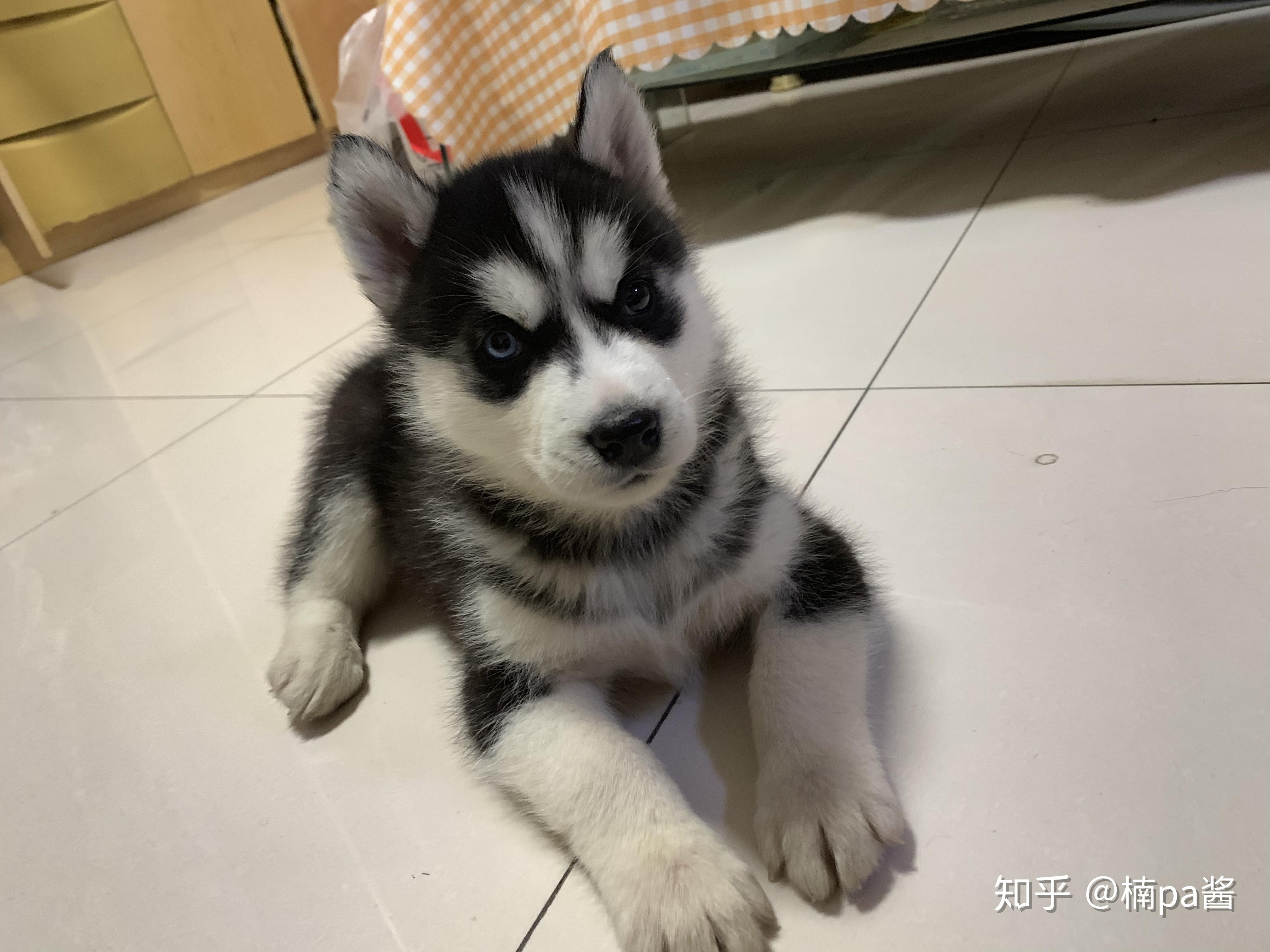 养哈士奇是种怎样的体验