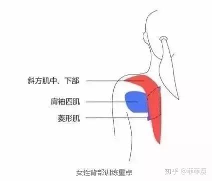 美不美看后背，号称第二性感线的背沟如何练？ - 知乎