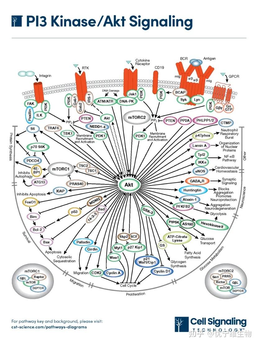 PI3K/AKT信号通路全解析：核心分子、上游激活与下游效应分子- 知乎