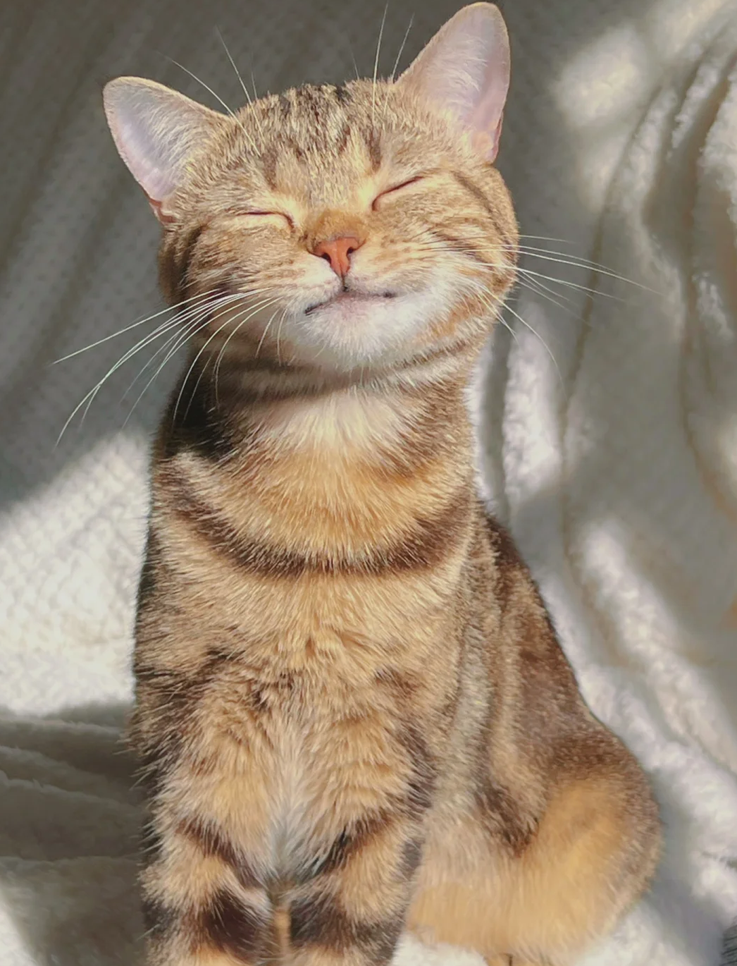 有没有看上去酷酷的男生猫头像